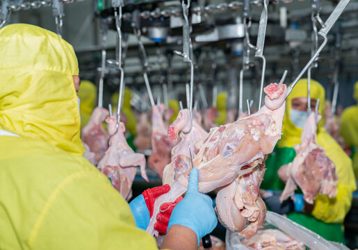 Close up left hand pull chicken leg and right hand hold knife cutting raw chicken hang on conveyor chain.