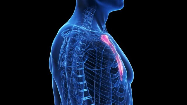 3d rendered medical animation of the breast bone