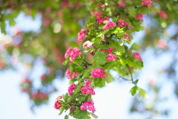 Closeup of A branch of hawthorn flowers and green leaves on bokeh background