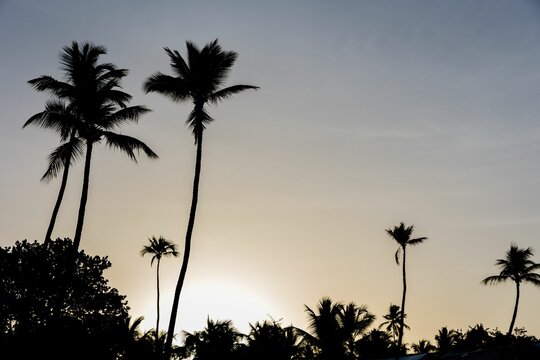 Silhouette of palms and trees against sunset sky © Maximilian Schoch/Wirestock Creators