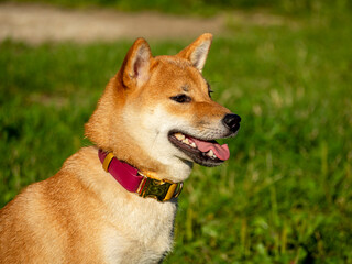Shiba Inu plays on the dog playground in the park. Cute dog of shiba inu breed walking at nature in summer. walking outside. 