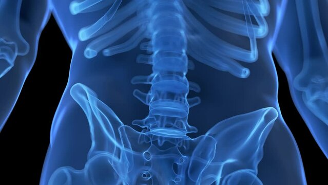 3d rendered medical animation of the human spine