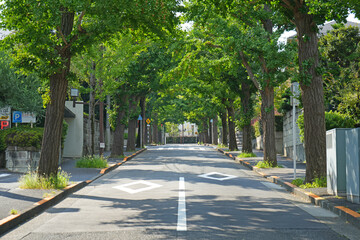 Fototapeta premium 田園調布駅前のイチョウ並木