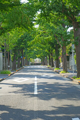 Obraz premium 田園調布駅前のイチョウ並木