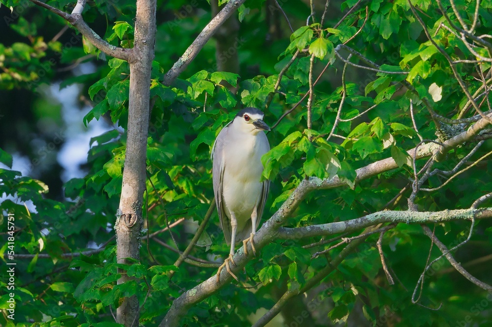 Wall mural black-capped night heron (nycticorax nycticorax) sitting in a tree - Wall murals