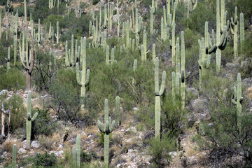 A landscape view of Mount Lemmon in the Sonoran Desert
