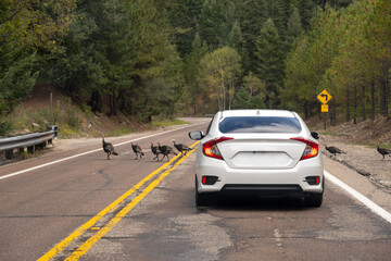 A white sedan stopped on the Mount Lemmon Highway because of a rafter of Turkeys