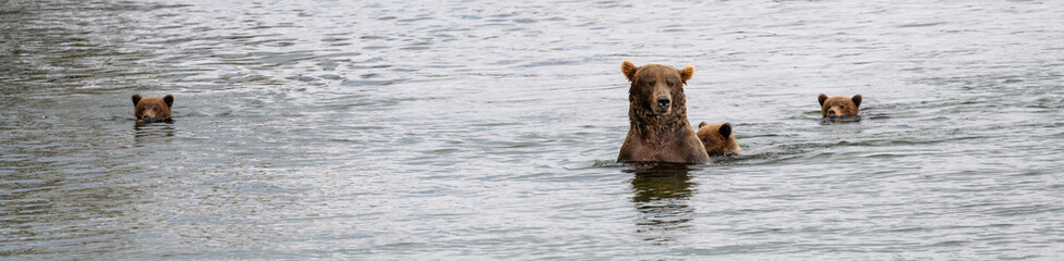 Brown bear family, mother and cubs, swimming across the Brooks River, Katmai National Park, Alaska  © knelson20