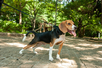 ビーグル犬
