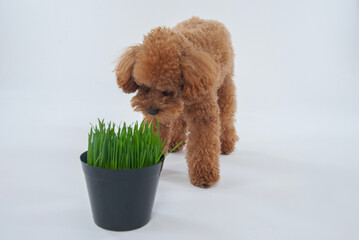 ペット用の草を食べる犬