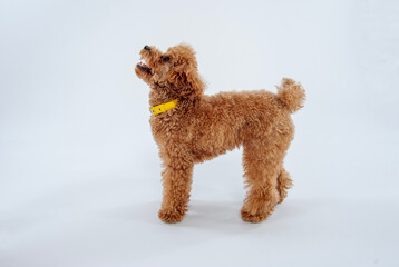 横向きのトイプードル