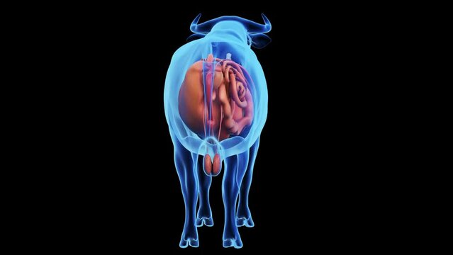 3d rendered medical animation of a cows internal organs