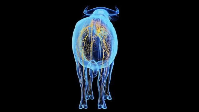 3d rendered medical animation of a cows nervous system