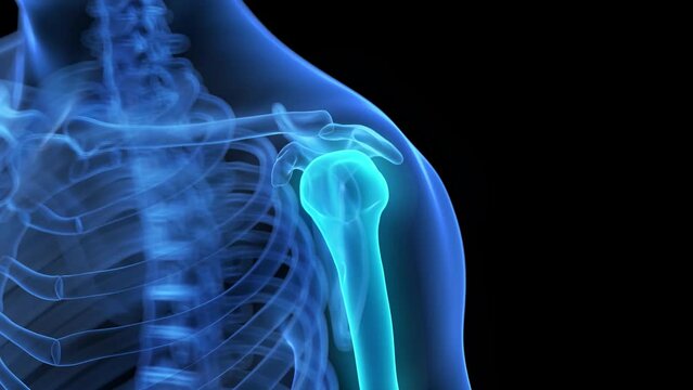 3d rendered medical animation of the humerus