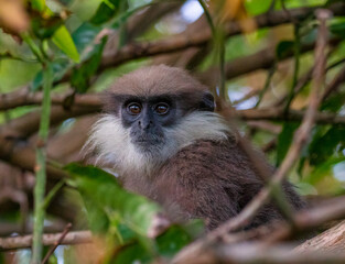 Purple faced langur leaf-eating monkey