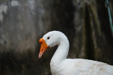 portrait of a duck