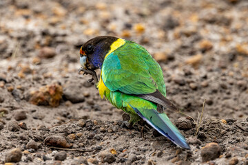 28 Ringneck Parrot in Western Australia