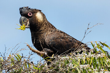 Carnaby's Black Cockatoo in Western Australia