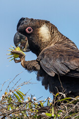 Carnaby's Black Cockatoo in Western Australia