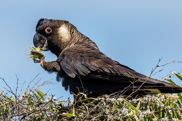 Carnaby's Black Cockatoo in Western Australia