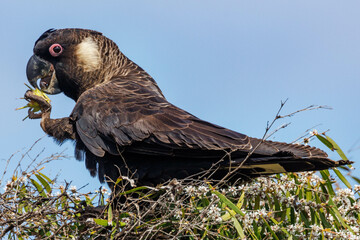 Carnaby's Black Cockatoo in Western Australia
