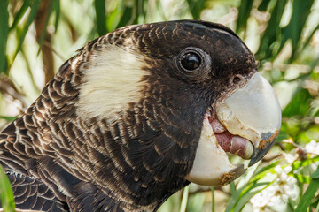 Carnaby's Black Cockatoo in Western Australia © Imogen