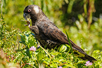 Carnaby's Black Cockatoo in Western Australia