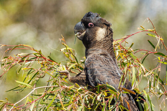 Carnaby's Black Cockatoo In Western Australia