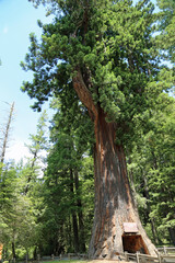 Drive-thru-tree vertical - Leggett, California