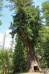 View at Chandelier tree vertical - Leggett, California