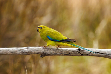 Elegant Parrot in Western Australia