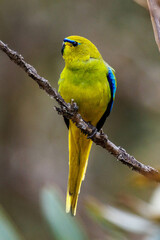 Obraz premium Elegant Parrot in Western Australia