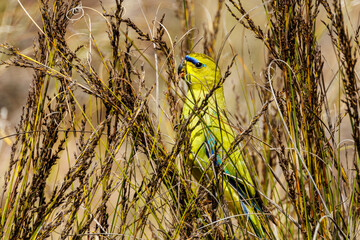 Elegant Parrot in Western Australia