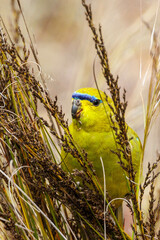 Elegant Parrot in Western Australia