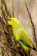 Elegant Parrot in Western Australia