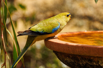 Elegant Parrot in Western Australia