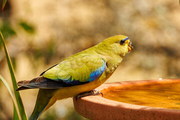 Elegant Parrot in Western Australia