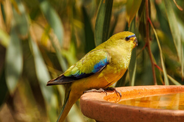 Elegant Parrot in Western Australia