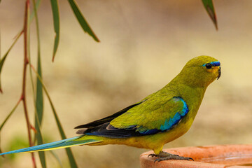 Elegant Parrot in Western Australia