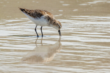 Red-necked Stint in Western Australia