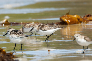 Red-necked Stint in Western Australia