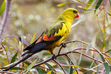 Regent Parrot in Western Australia