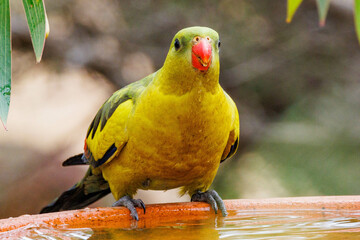 Regent Parrot in Western Australia
