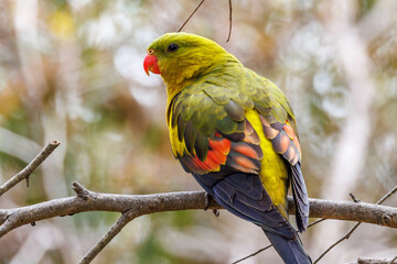 Regent Parrot in Western Australia
