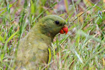 Regent Parrot in Western Australia