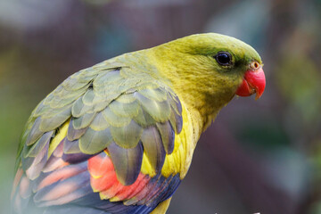 Regent Parrot in Western Australia