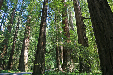 Fototapeta premium Redwood forest - Redwood National Park, California