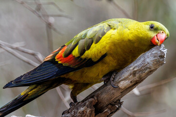 Regent Parrot in Western Australia