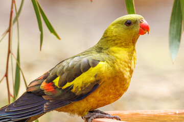 Regent Parrot in Western Australia