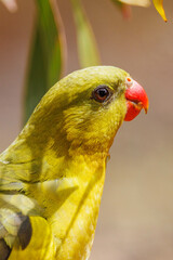 Regent Parrot in Western Australia